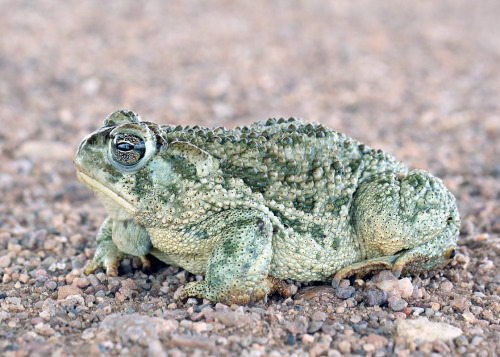 rhamphotheca:toadschooled:You can thank Brad Wilson on Flickr for these stunning portraits of a Great Plains toad, Anaxyrus cognatus, photographed in Colorado National Forest.Whoa, that is one sexy Bufonid!