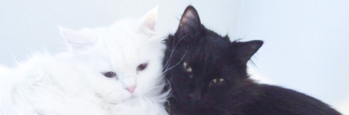 Hey Do You Have Any Header For This Icons Please