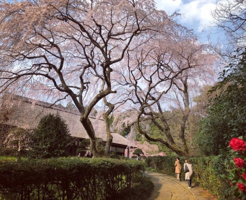 ⛳️1237. 秩父宮記念公園 Chichibunomiya Memorial Park, Gotemba, Shizuoka #秩父宮殿下 の別邸だった公園。 主屋を取り囲む #枝垂桜 は樹齢130