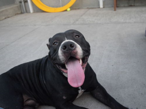 sashayed:sashayed:emilociraptor:sashayed:baking-soda:SOMEONE IN NEW YORK ADOPT SAMMY AND GIVE HIM A 