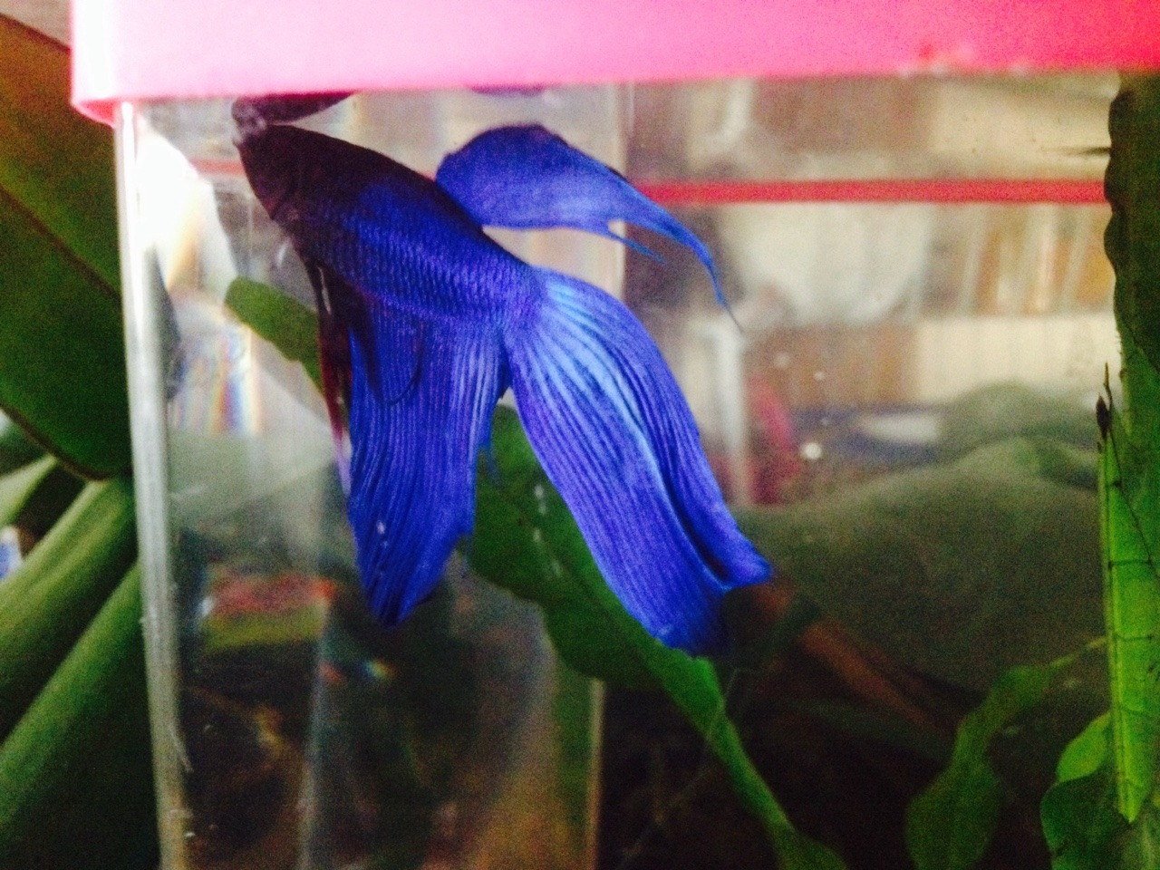 Mørk is such a pretty boy~