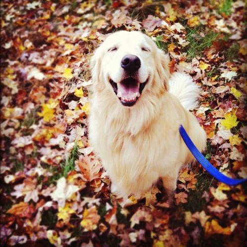 Hello, fall! #firstdayoffall #autumn #dogs #happiness