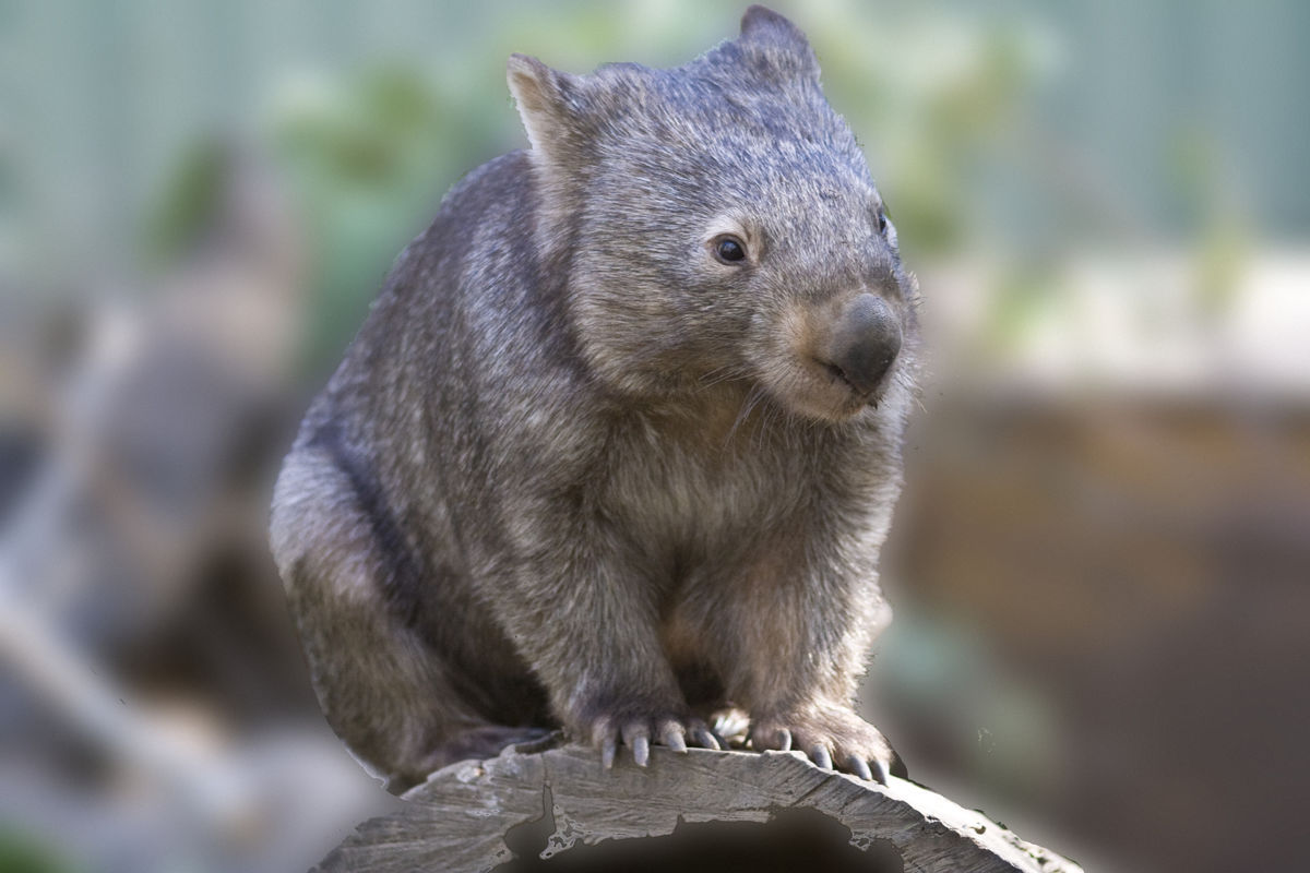 Heroes Get Made Cheer Up Post 3619 Wombats Edition