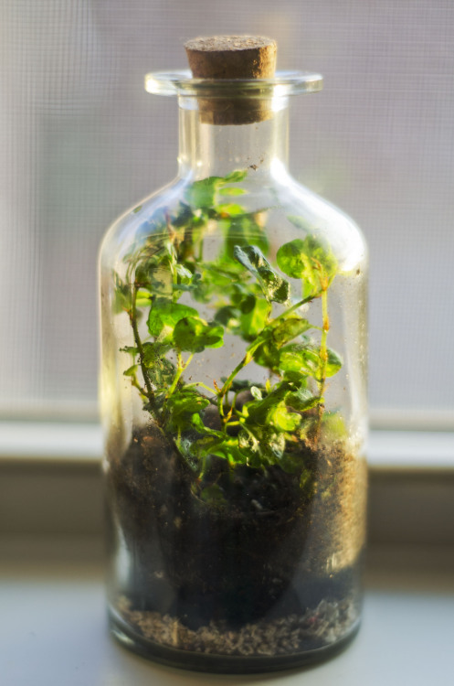 meeppetrie:  Some much better pictures of the terrariums I made yesterday. They’re so much fun to make! Now I just wanna make more…. 