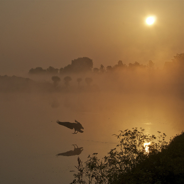brutalgeneration:  Goose at sunrise! by Edith Hoffman on Flickr.