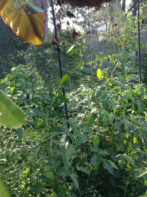 helllnope:  plants are so beautiful and cool 