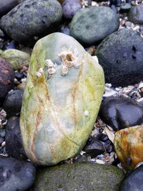 marandart:Washington’s beach rocks make my soul happy.Some nie diversity of crustal rocks here.