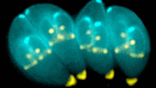 Mind-control parasites hijack immune system
Toxoplasma gondii uses cells that would normally help defeat it as transport to get around the body.