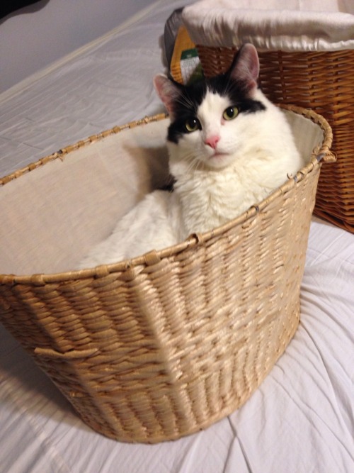 matisse-mama:baby in a basket. 