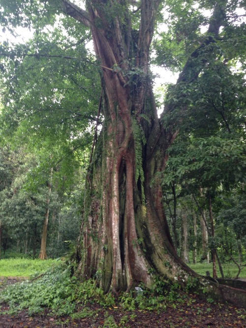 wiguitours:7 hours trekking in Ketambe, pure rainforest, pure beauty!