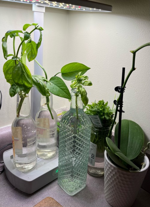 Garden Update!