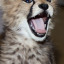 animalblog09