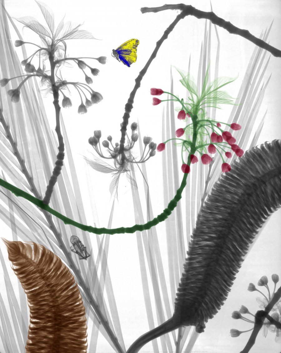 mothernaturenetwork:  14 beautiful X-ray images that shed a unique light on natureTake