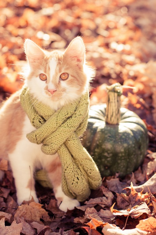 autumncozy:Cats in scarves in the fall.