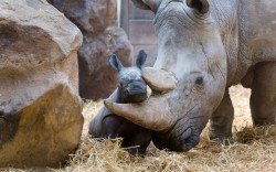 Theanimalblog:  A Baby Rhino Poses For The Cameras In Its Enclosure At Allwetterzoo