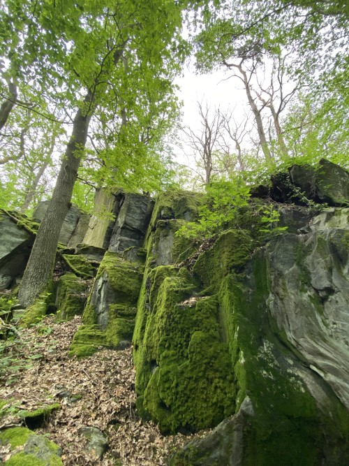Moss All Monitor With Moss, Year Million Age Rock, Highly Folded By High Pressure Monitor With Ephemeral