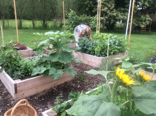 erieforage: Just more garden pics. It is growing every day… This is an absolutely gorgeous ga