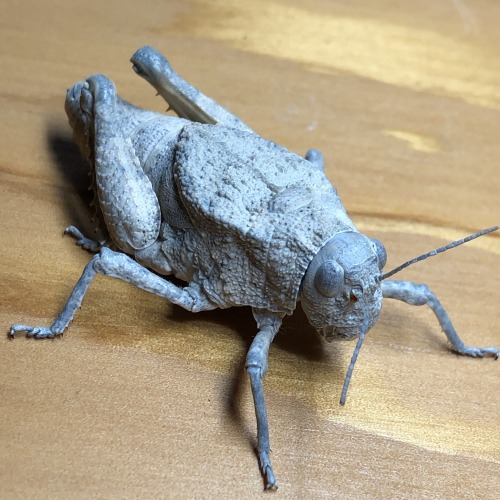 onenicebugperday:deadmothh: fantasticwolfpenguin:onenicebugperday:Robust toad lubber (grasshopper), 