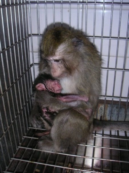 vegan-nature:  Inhumane Animal Testing. STOP ANIMAL TESTING! 