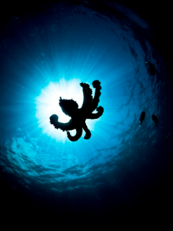 thelovelyseas:  The Octopus Eclipse by Mazdak