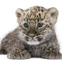 leopardqueen15 - LeopardQueen15
