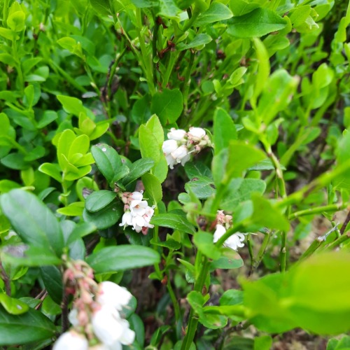 Lingonberry Blossoms.