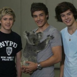 imabigfatidiot:  Liam   carrying people and koalas  