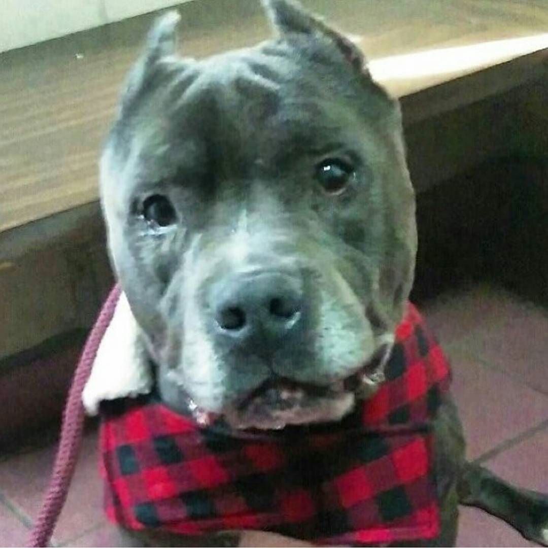 This poor senior bull is looking for love! Find more information at @laadopt by christymack