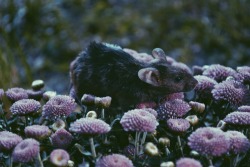 savannamatsonart:  Mice in Flowers 