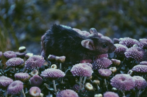 momjeans95: savannamatsonart: Mice in Flowers OH MY GOD MY HEART JUST STOPPED