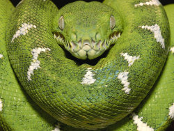 Sinister Stare (Corallus Caninus — The Emerald Tree Boa, Native To The Amazon Rainforest)