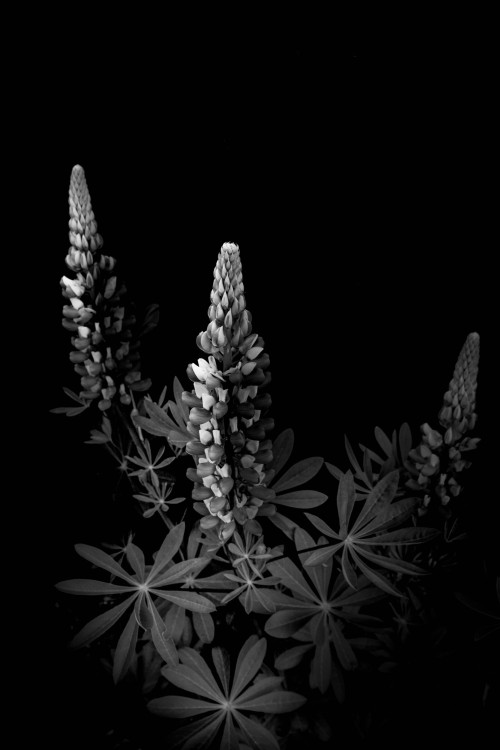 Botanica Part 3