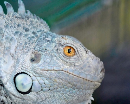 Ocean looking fierce#socal #reptiles...#ocean #iguana #reptile #vegitarian #blueiguana #nature #macr