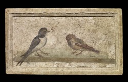 via-appia:  Wall painting: swallow, sparrow, and jay  Roman, Boscoreale, ca. 30 B.C.   tattoo ideas?