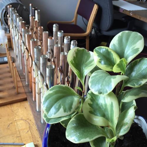 Growing jade and headjoints in the headjoint room! #powellflutes #flute #headjoint #flutist #music #