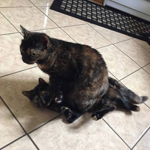 clayorey:  We adopted a new cat recently. They’re getting along fine.