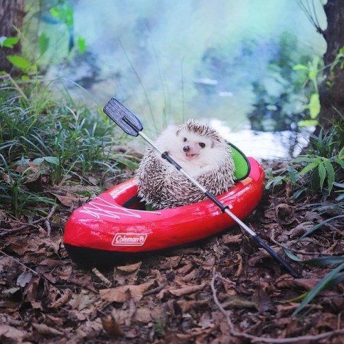 fireflyfish: honestly-andrew: boredpanda: Tiny Hedgehog Goes Camping, And His Pics Are The Best Thin