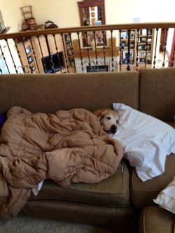 awwww-cute:  Willie is about to turn 10. Sometimes I tuck him into bed 