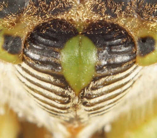 nycbugman: Can you guess which insect this belongs to? Answer and full picture to follow tomorrow! 