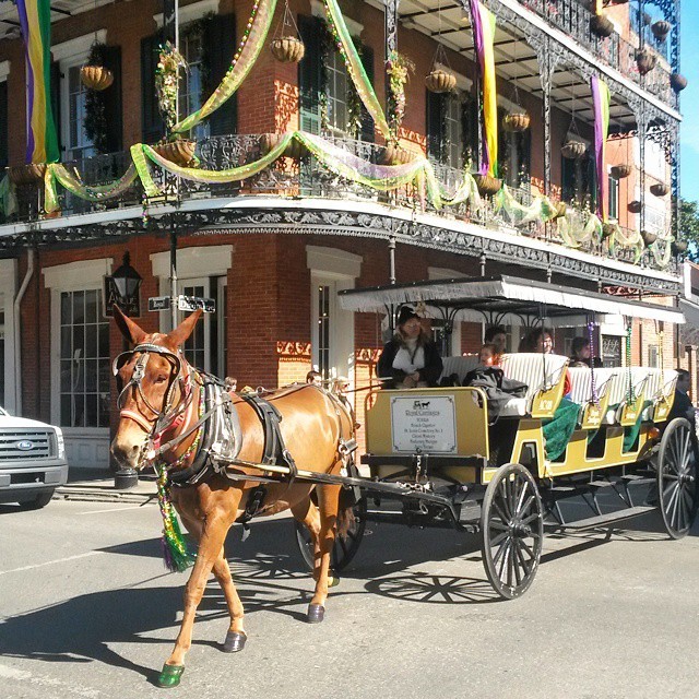 Horse-drawn carriages in the #frenchquarter of #neworleans during #mardigras - beautiful!