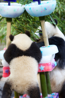 giantpandaphotos:  Bai Yun celebrated her 22nd birthday at the San Diego Zoo in California, US, on September 7, 2013. The zoo presented her with a beautiful cake, topped by two champagne glasses which held the number 22. Bai Yun’s son Xiao Liwu helped