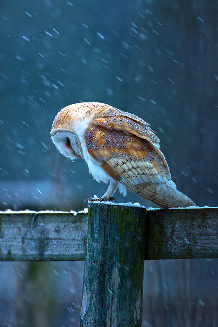 jaws-and-claws:Barn Owl on post by nigel pye on Flickr.