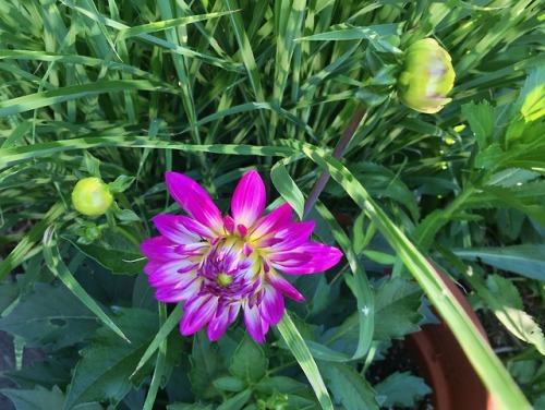 Someone else’s container planting: dahlia and variegated miscanthus. Nice.I keep an eye on thi