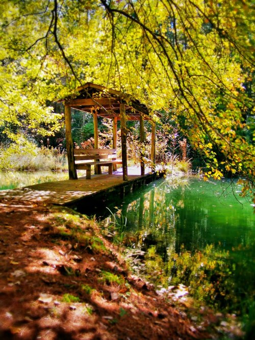 Covered bridge in DuPont State Forest, North Carolina, USA (by Kevin Childress).