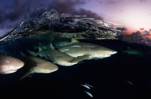 nubbsgalore:  with nearly seventy stories to his credit, david doubilet is one of national geographic’s most prolific living contributors. considered a master of water and light, his signature is the half and half image that relates the surface to