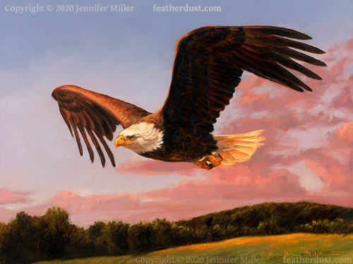 Heeeeyy some artFrom top to bottom:“A Good Evening” Bald Eagle, 6x8″ oil painting on panel“Frosty Mo