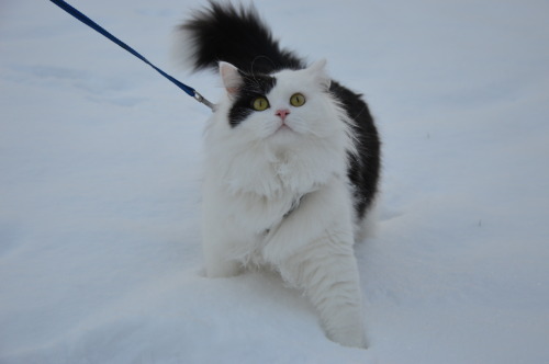 karasratworld: Muenster was super interested in the snow so we took him out for a few minutes so he 