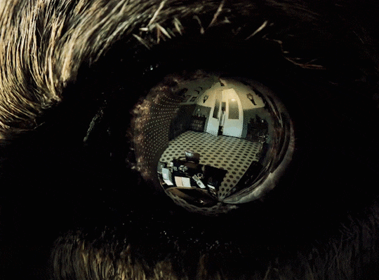 A CURE FOR WELLNESS (2016) Dir. Gore Verbinski