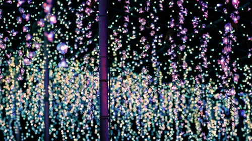 Shining Wisteria Flowers.
