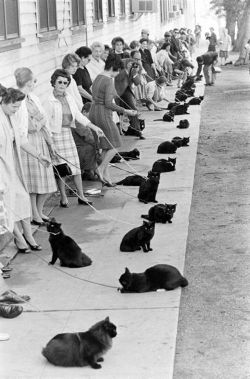 blackwithsomewhite:  Hollywood Auditions for Black Cat, 1961.